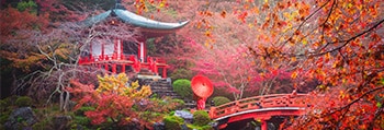 Discover the Japanese Maple Tree: The Colors of Autumn