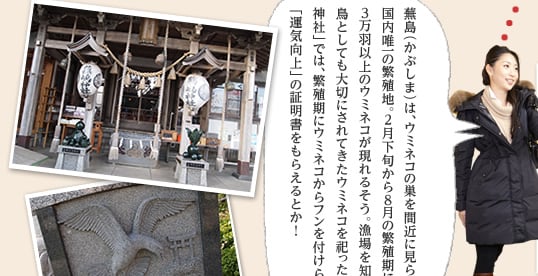 蕪島（かぶしま）は、ウミネコの巣を間近に見られる国内唯一の繁殖地。2月下旬から8月の繁殖期には3万羽以上のウミネコが現れるそう。漁場を知らせる鳥としても大切にされてきたウミネコを祀った「蕪島神社」では、繁殖期にウミネコからフンを付けられると「運気向上」の証明書をもらえるとか！