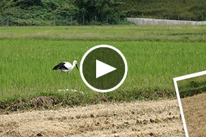 大きい画像をクリックすると、兵庫県の魅力を動画でおたのしみいただけます。