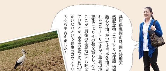 兵庫県豊岡市は、国の特別天然記念物・コウノトリの保護・増殖に熱心な地。かつては日本各地で見られたコウノトリですが、生息環境の悪化によりその数を減らし、今ではここが「最後の生息地」とも呼ばれているとか。今回の旅では、約50羽しかいないという野生のコウノトリに3羽も出合えました！