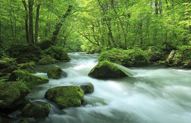 東北(青森)|奥入瀬渓流
