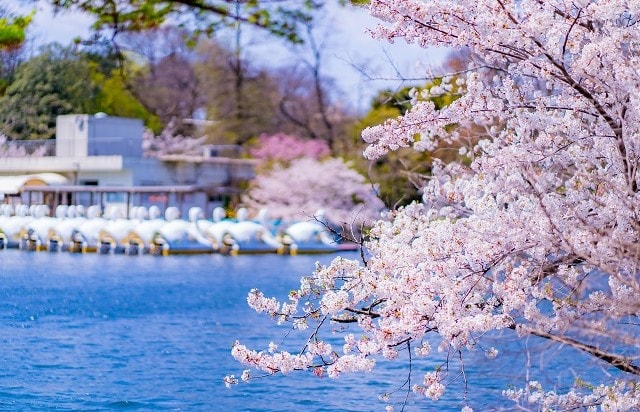 東京都 | 井の頭公園