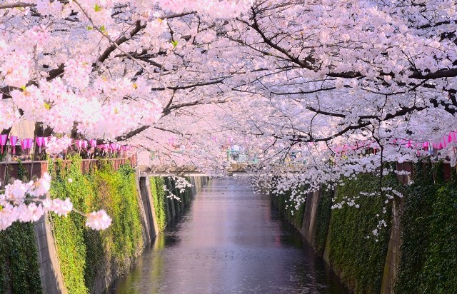 東京都 | 目黒川