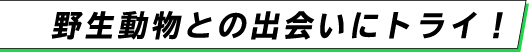 野生動物との出会いにトライ！