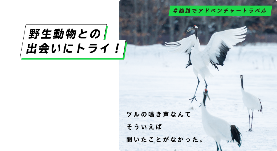 野生動物との出会いにトライ！ ツルの鳴き声なんてそういえば聞いたことがなかった。 ＃釧路でアドベンチャートラベル