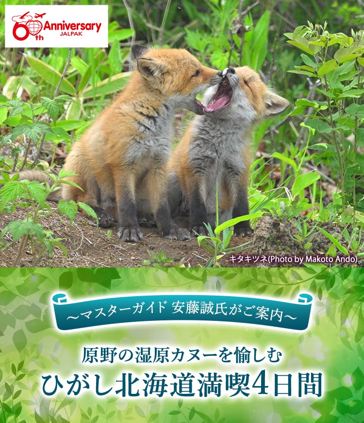 キタキツネ