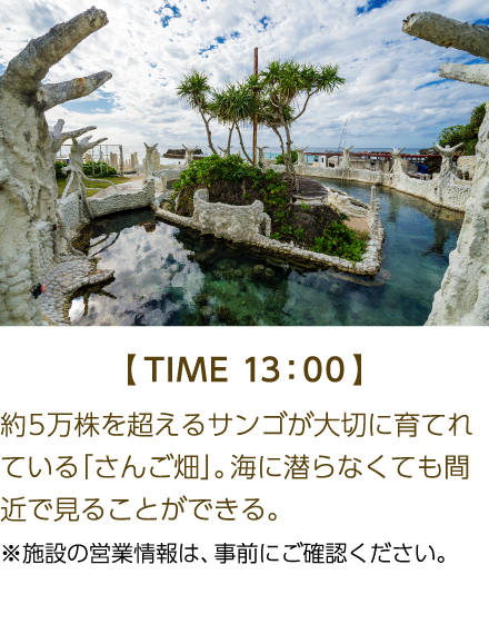 【TIME 13:00】 約5万を超えるサンゴが大切に育てれている「さんご畑」。海に潜らなくても間近で見ることができる。