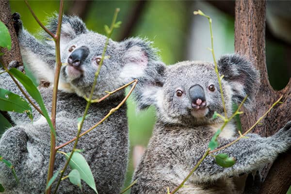 シドニー動物園