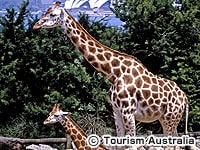 タロンガ動物園