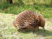 オークランド動物園